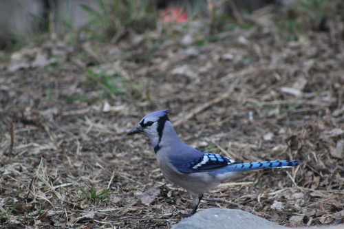 Blue Jay photographed in North Dakota