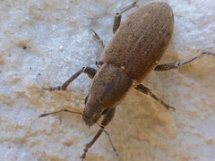 Tanymecus lacaena