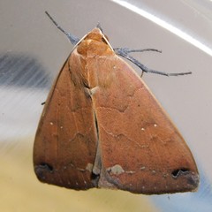 Stenopis maculata
