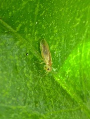 Caeciliusidae