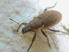 Tanymecus lacaena