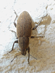 Tanymecus lacaena