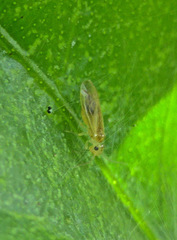Caeciliusidae