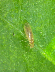 Caeciliusidae