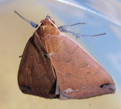Stenopis maculata