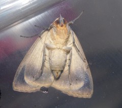 Stenopis maculata
