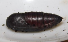 Stenopis maculata