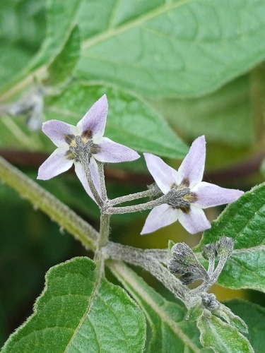 Solanum interandinum