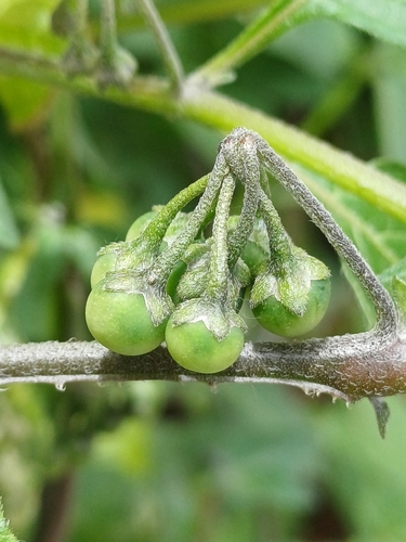 Solanum interandinum, photograph 2