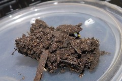 Stenopis maculata