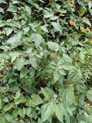 Solanum interandinum, photograph author not stated, no rights reserved