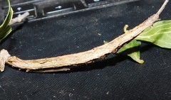 Stenopis maculata
