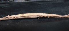 Stenopis maculata