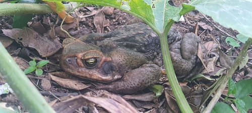 Cururu Toad
