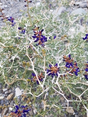 Psorothamnus arborescens minutifolius