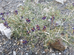 Psorothamnus arborescens minutifolius