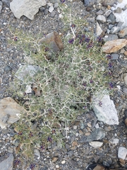 Psorothamnus arborescens minutifolius