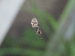 Araneus andrewsi
