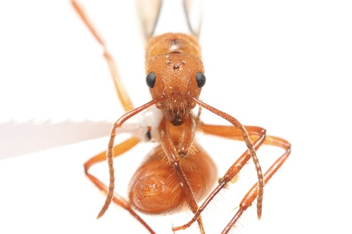 Dolichoderus rufescensDolichoderus rufescens