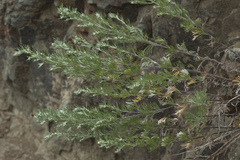 Artemisia schmidtiana