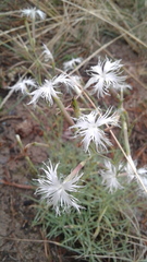Dianthus volgicus