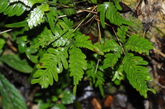 Pteris grevilleana