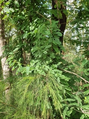 Allocasuarina torulosa