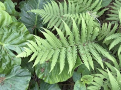 Christella parasitica