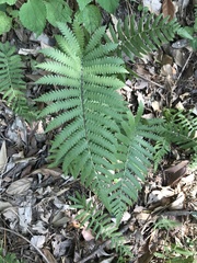 Christella parasitica