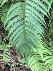 Christella parasitica
