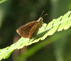 Iambrix salsala salsala