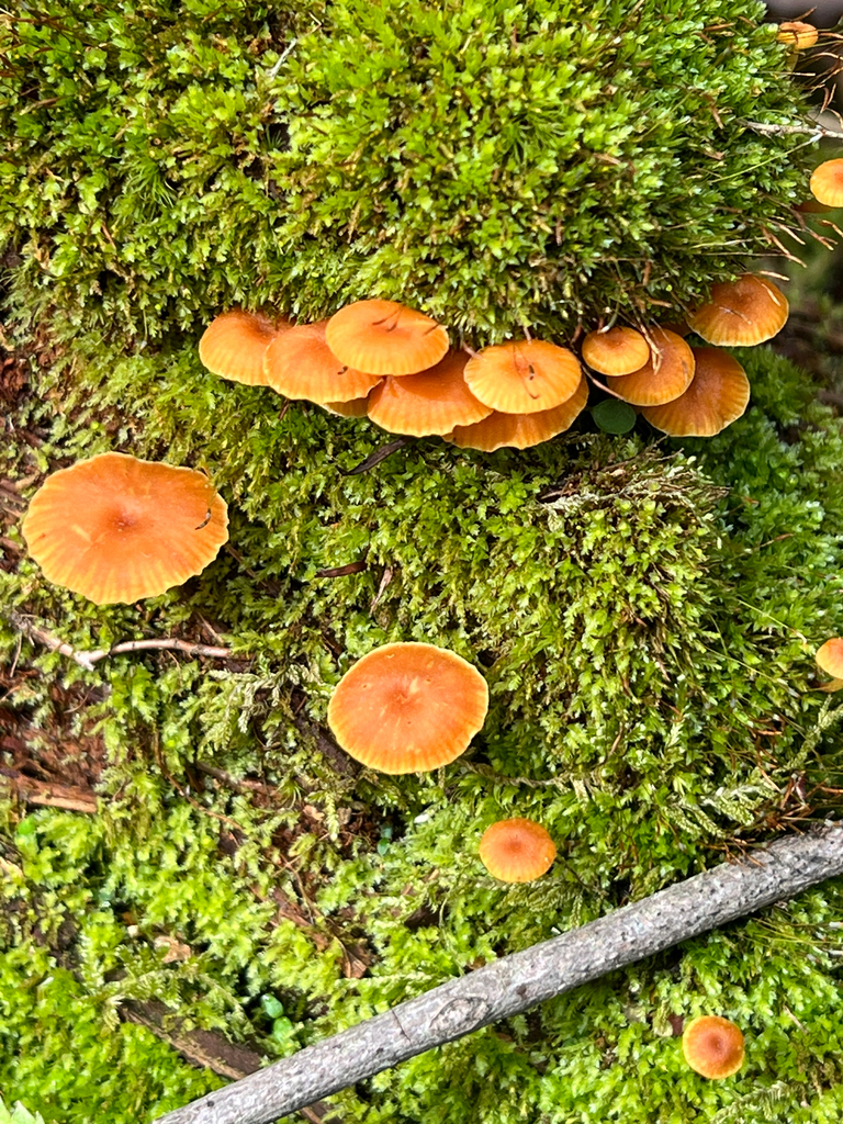 Xeromphalina campanella · May 2026 · photo: © michaelpirrello (iNaturalist, cc-by)