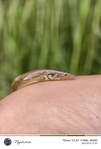 Sinobdella sinensis