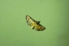 Metasia polytima