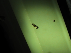 Micrapatetis orthozona