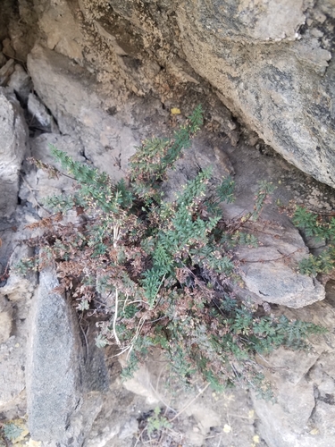 Image of Myriopteris viscida by no rights reserved