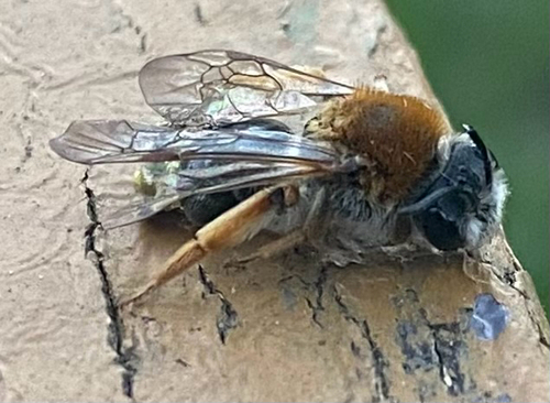 Early Mining Bee