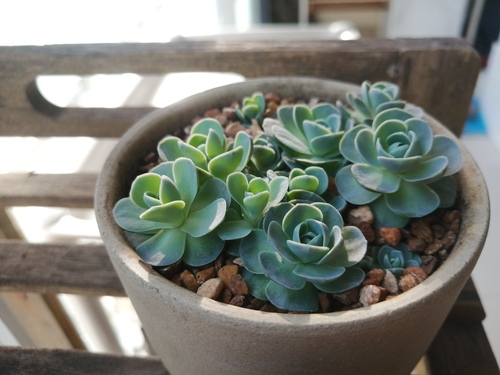 Orostachys boehmeri