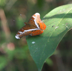 Lebadea martha martha