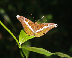 Lebadea martha martha