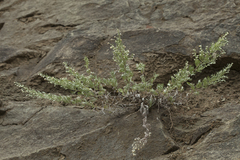Artemisia schmidtiana