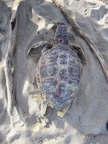 Caretta caretta