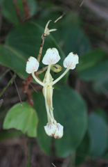 Bauhinieae
