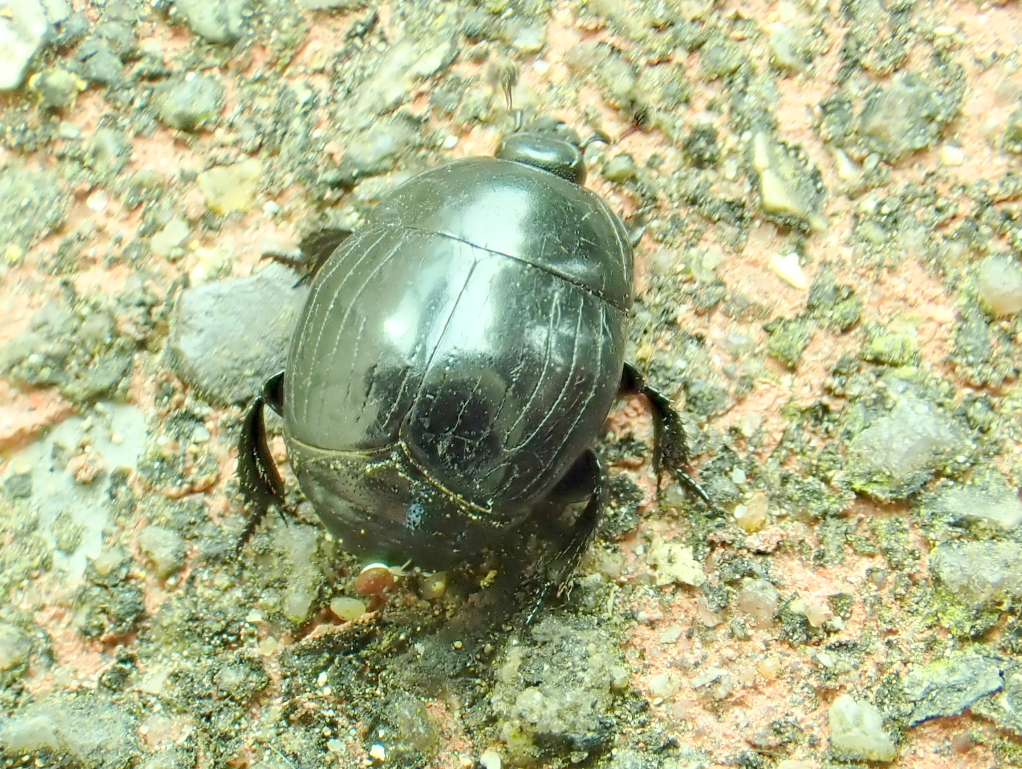 Hister unicolor