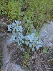 Eriogonum crocatum