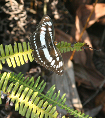 Athyma perius perinus