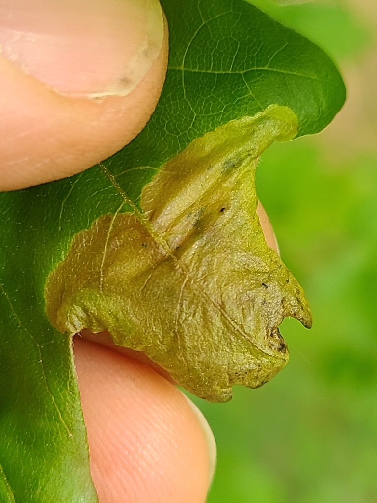 Hinatara nigripes