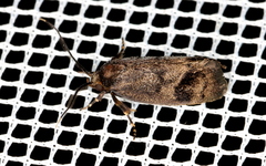 Pycnocera