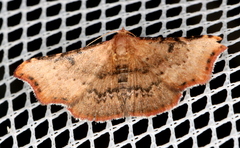 Corgatha dipyra