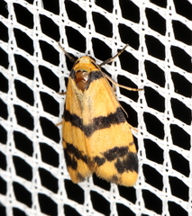 Thallarcha chrysochares